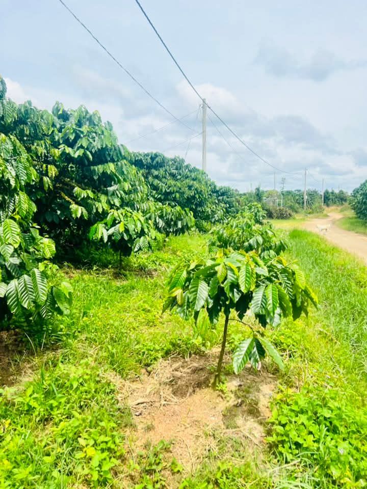 Đất nền 720m² Lộc Thắng Bảo Lâm giá 1.4 tỷ - Sổ đỏ chính chủ!