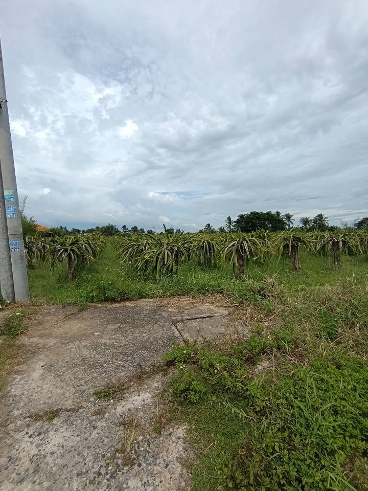 Đất thổ cư Tiến Lợi, Phan Thiết 1500m² giá 1.2 tỷ - Sổ đỏ chính chủ!