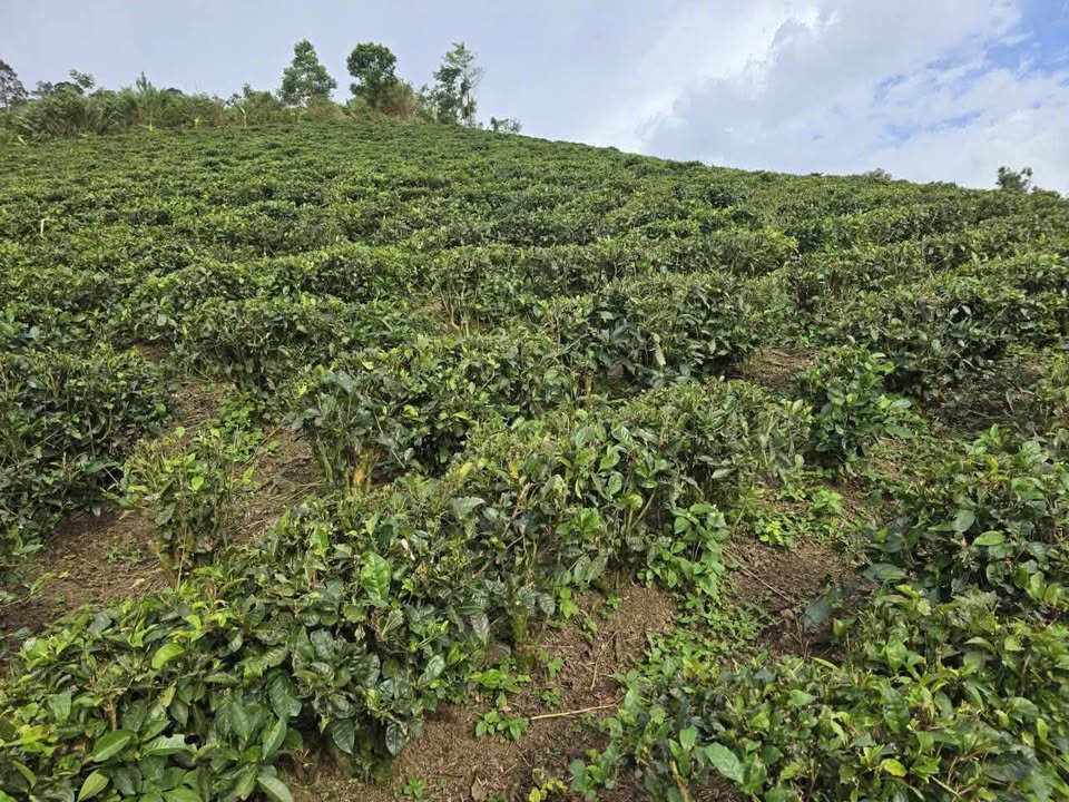 Đất vườn Đại Lào 9000m² giá chỉ 1.5 tỷ - Cơ hội đầu tư tuyệt vời!