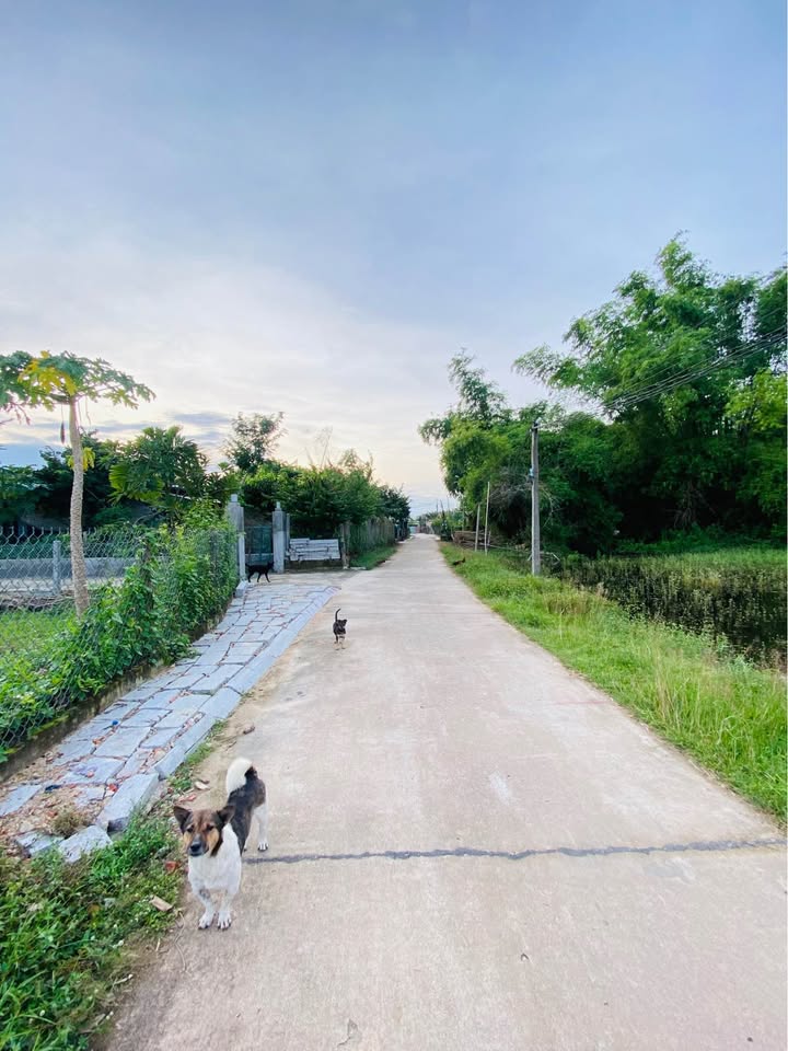 Đất nền Cát Trinh, Phù Cát 160m² giá 400 triệu - Đầu tư sinh lời ngay!