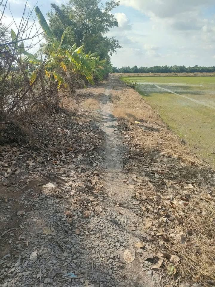 Đất nền 10 công tại Đốc Binh Kiều, Đồng Tháp - Giá chỉ 2.6 tỷ, sổ hồng chính chủ!