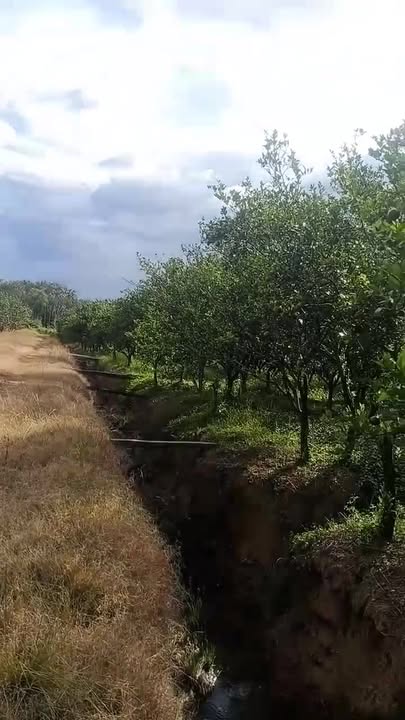 Đất rẫy 21,000m² tại Tân Định, Bắc Tân Uyên - Giá thỏa thuận hấp dẫn!