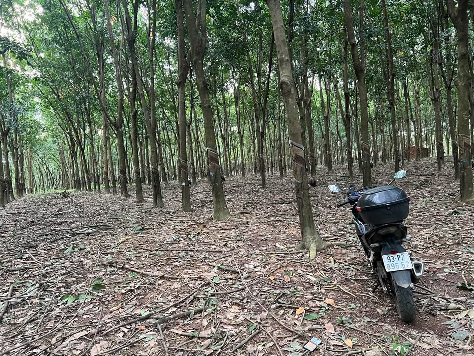 Đất Farm 1,4ha Thuận Lợi, Đồng Phú giá 2,2 tỷ - Đang khai thác mủ cao su
