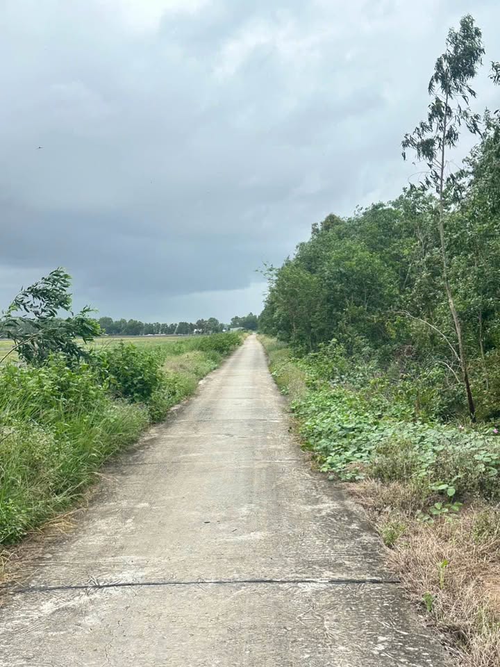 Đất lúa 8,7 công tại Bình Giang, Hòn Đất - Tiềm năng sinh lời cao!