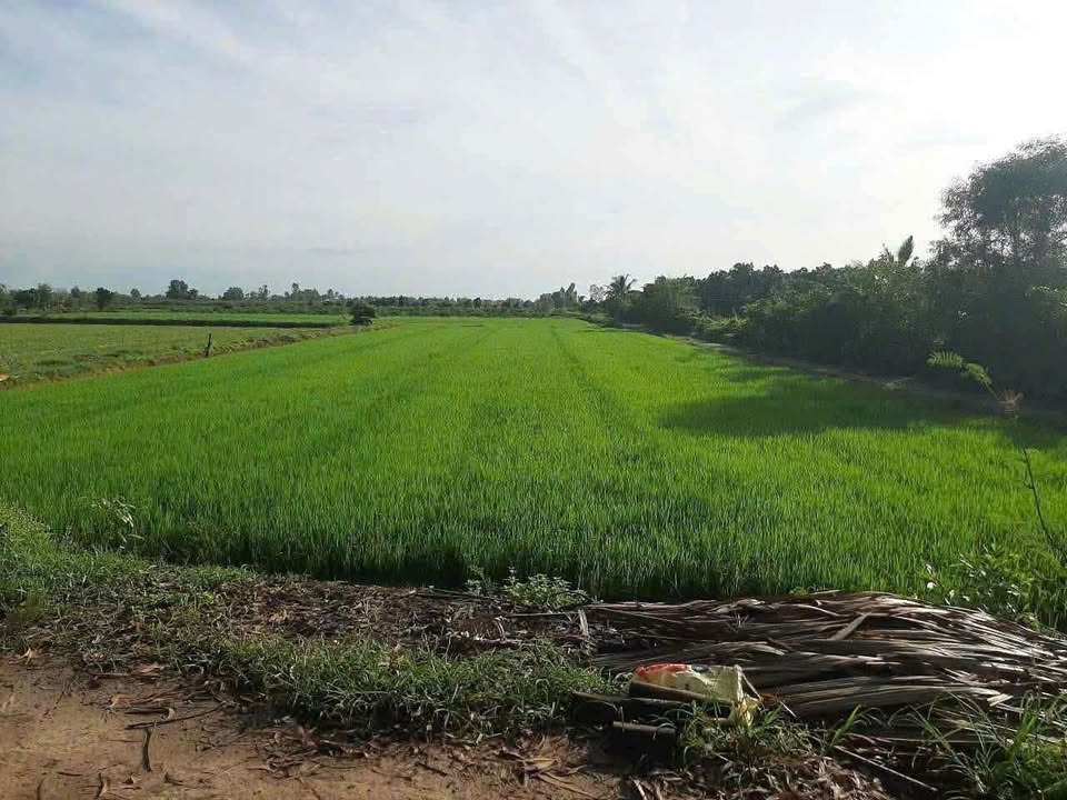 Đất nền Tân Hiệp, Thạnh Hóa 26,000m² giá 2.028 tỷ - Đối diện lộ nhựa, ô tô vào tận nơi!