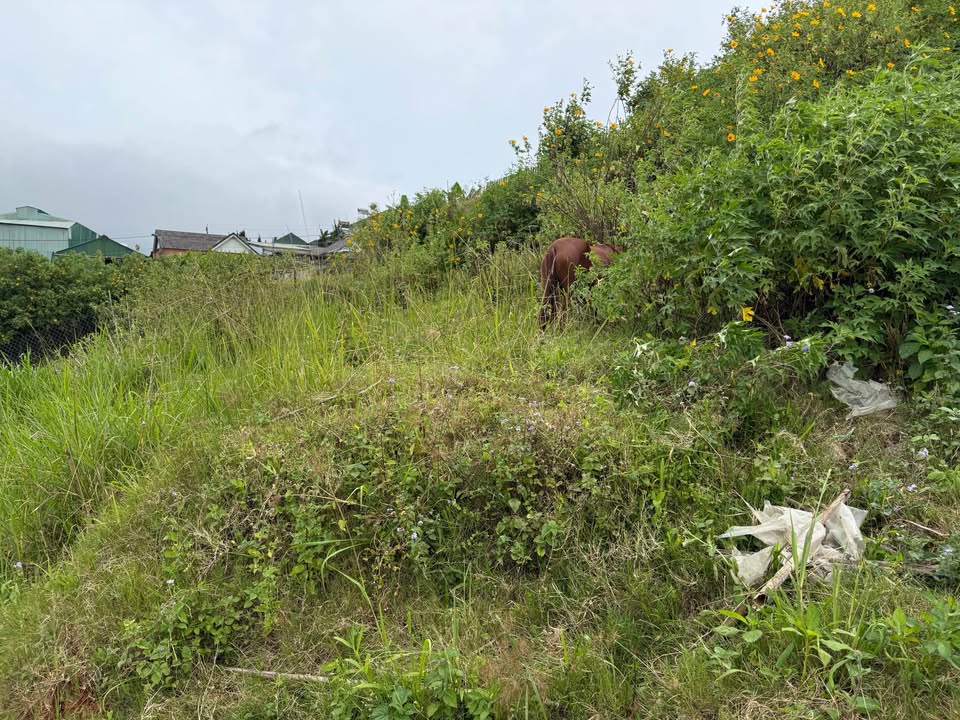 Đất nền xây dựng hẻm Duy Tân, LangBiang 75m² giá 450 triệu - Pháp lý sạch, thương lượng chính chủ!