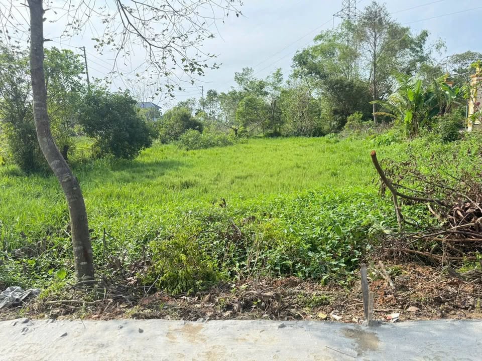 Đất thổ cư thôn Đông Hạ, xã Cẩm Vịnh 163m² giá 1.1 tỷ - Cơ hội đầu tư tuyệt vời!