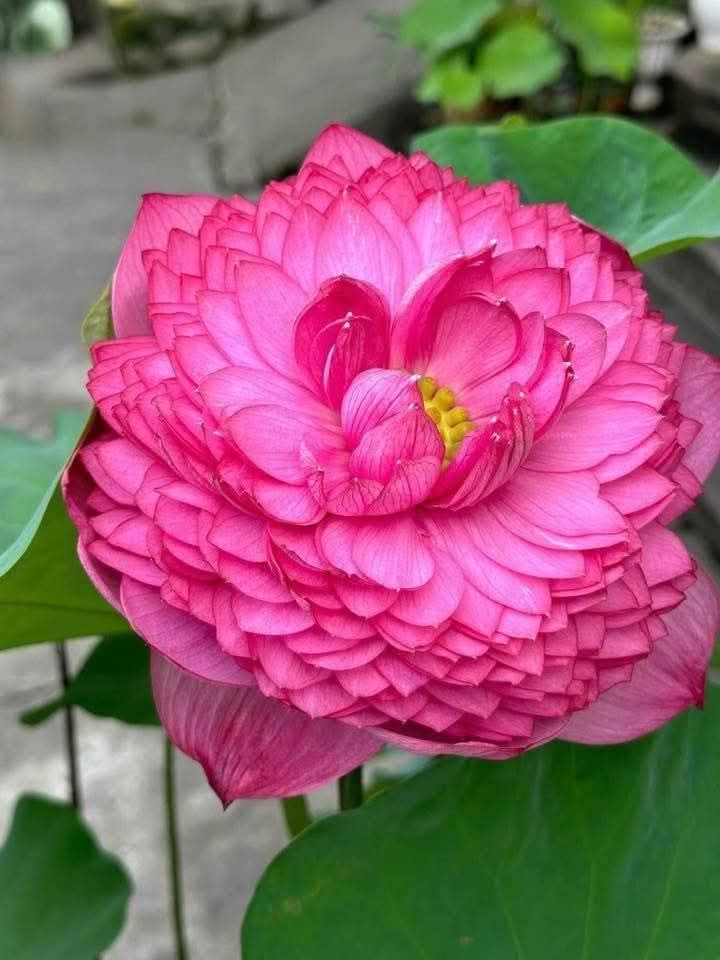 Đất nền Hòa Long, Bà Rịa 119m² giá 1.29 tỷ - Cơ hội đầu tư tuyệt vời!