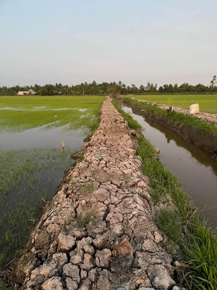 Đất nông nghiệp 4.700m² tại Mỹ Thạnh Trung, giá 752 triệu - Cơ hội đầu tư sinh lời!