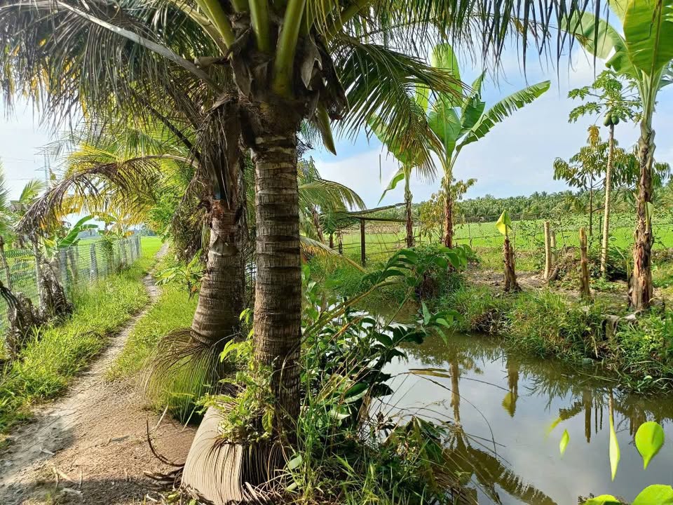 Đất Ruộng Trung Thành, Vũng Liêm, 10816m² giá 2.271 tỷ - Đầu tư lý tưởng!