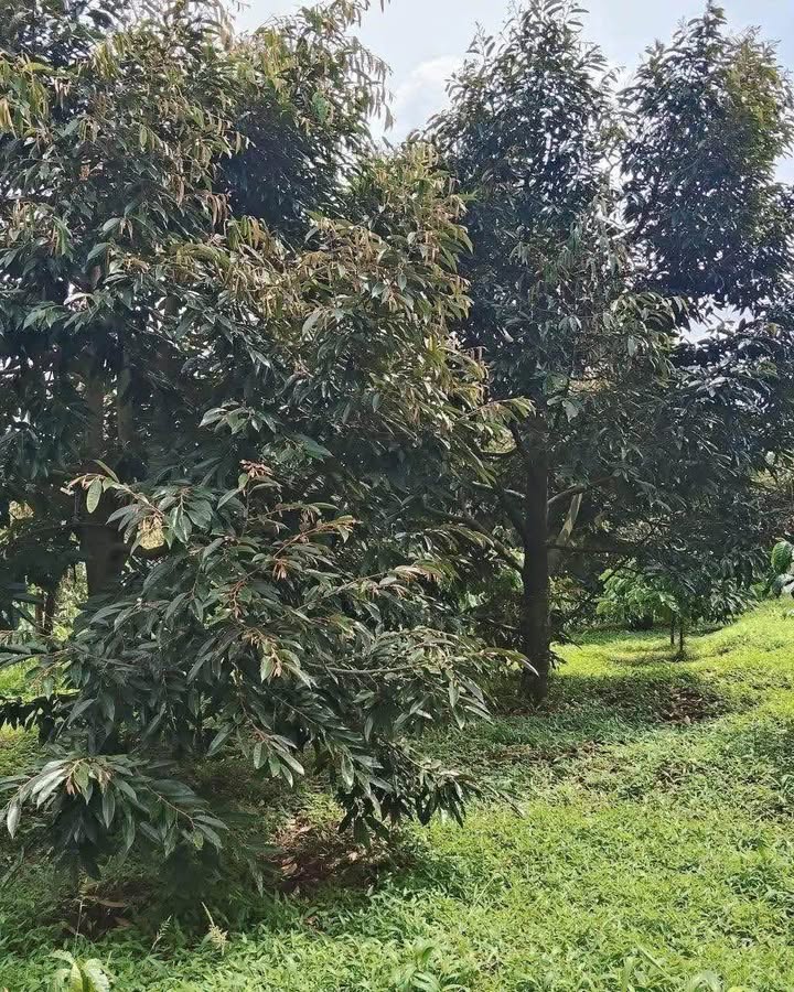 Đất nông nghiệp 1,6ha Ea Ral - Giá chỉ 5,04 tỷ, sẵn sàng đầu tư!