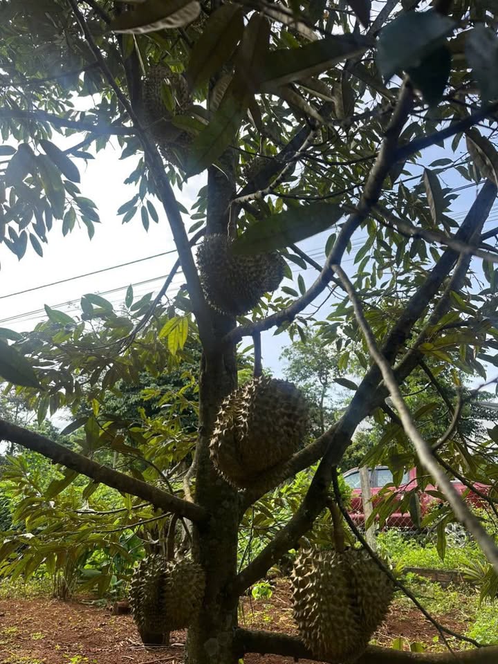 Đất thổ cư 270m² hẻm buôn Ta Ra, Ea Kuec, 600 triệu - Hướng Bắc, đường thông bàn cờ!