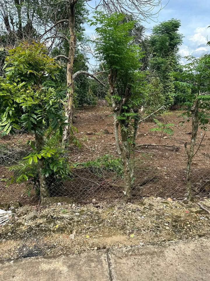 Đất nền Trà Cổ Tân Phú 2000m² giá 1.7 tỷ - Sổ hồng chính chủ, mặt tiền rộng!