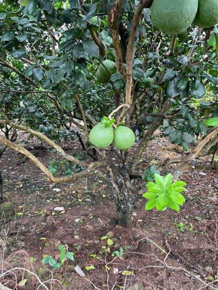 Đất mặt tiền Trương Công Định, xã Trà Cổ, Tân Phú 1200m² - Giá chỉ 1.65 tỷ!