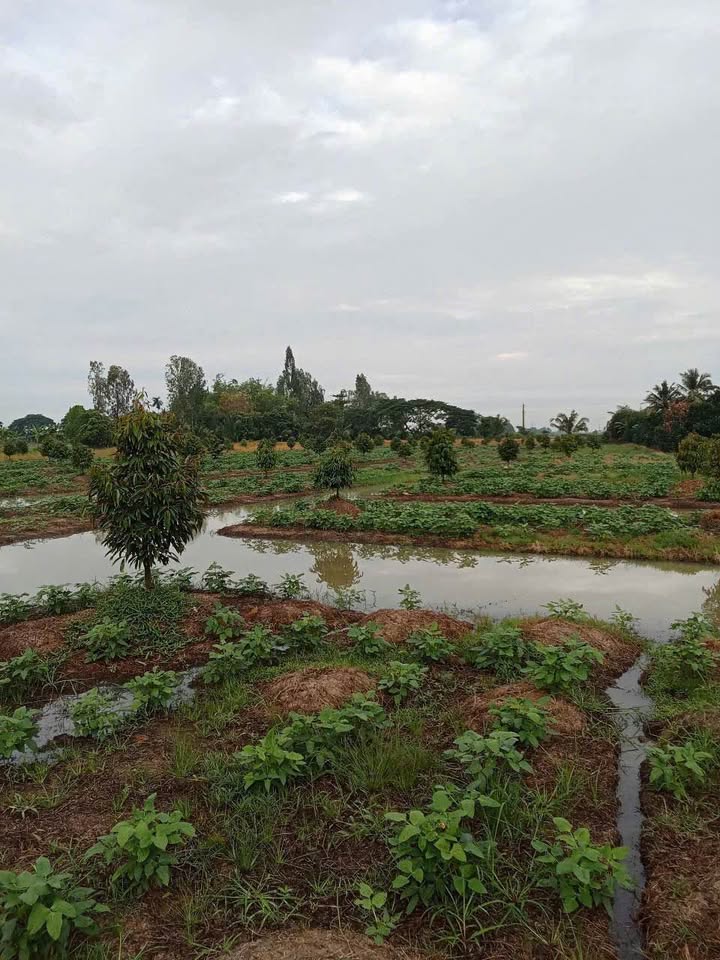 Farm Định Môn Thới Lai 20.000m² giá 800 triệu - Cơ hội đầu tư tuyệt vời!