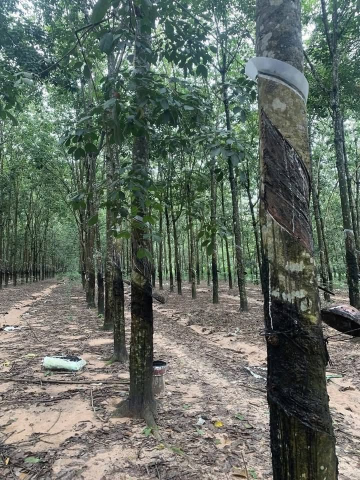 Đất nông nghiệp Chánh Phú Hòa, Bến Cát 35,000m² giá 1.663 tỷ - Đầu tư hiệu quả ngay hôm nay!