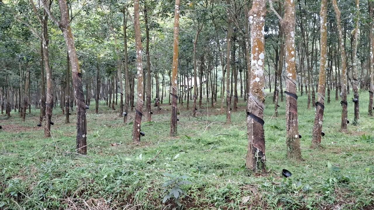 Đất Tăng Cao Su Hớn Quản 2520m² giá 1.3 tỷ - Cơ hội đầu tư tuyệt vời!