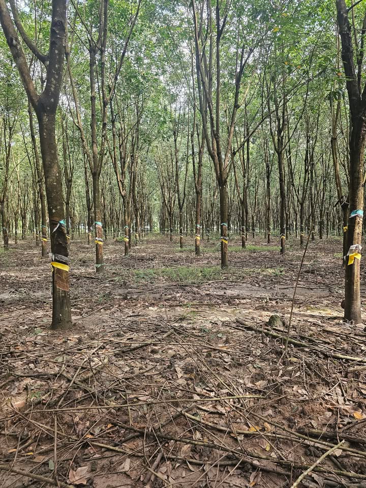 Đất thổ cư 3000m² Tân Hưng Đồng Phú - Giá chỉ từ 1 tỷ VND!