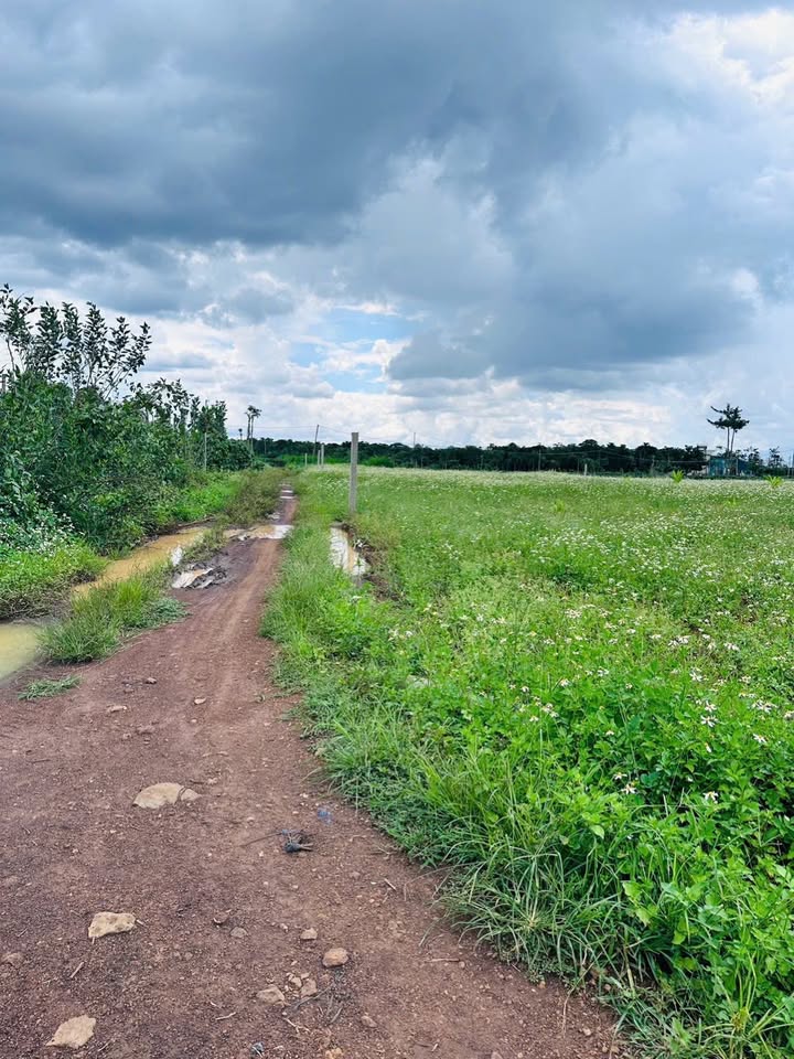 Đất nền Tân Hội, Đức Trọng 5300m² giá 2.8 tỷ - Cơ hội đầu tư tuyệt vời!