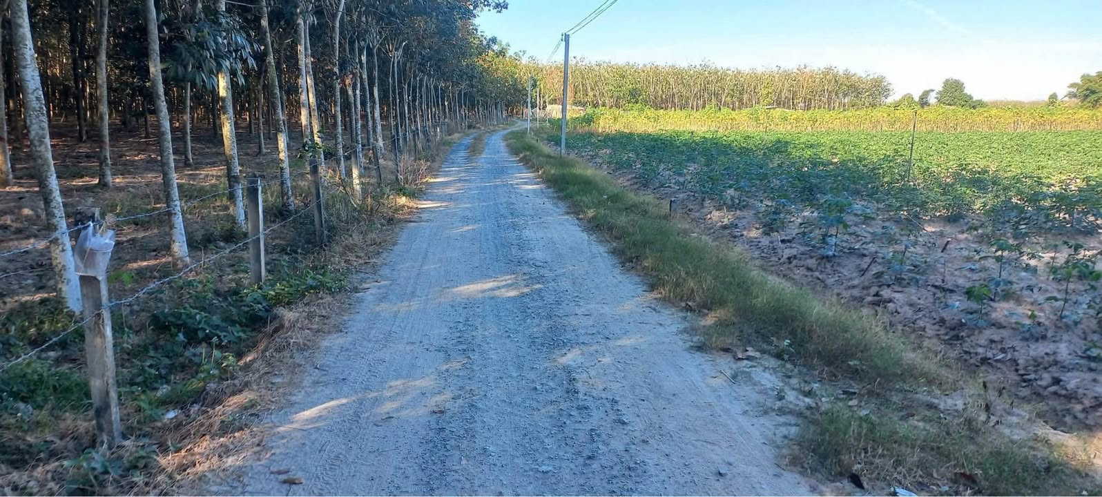 Đất nền Ấp An Lộc, Xã An Cơ, Huyện Châu Thành, 1184m² giá 300 triệu - Cơ hội đầu tư tốt!