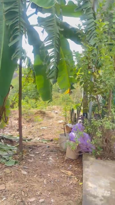 Đất đấu giá Đèo Me, Lục Nam, Bắc Giang 75m² giá 1.3 tỷ - Kinh doanh ngay!