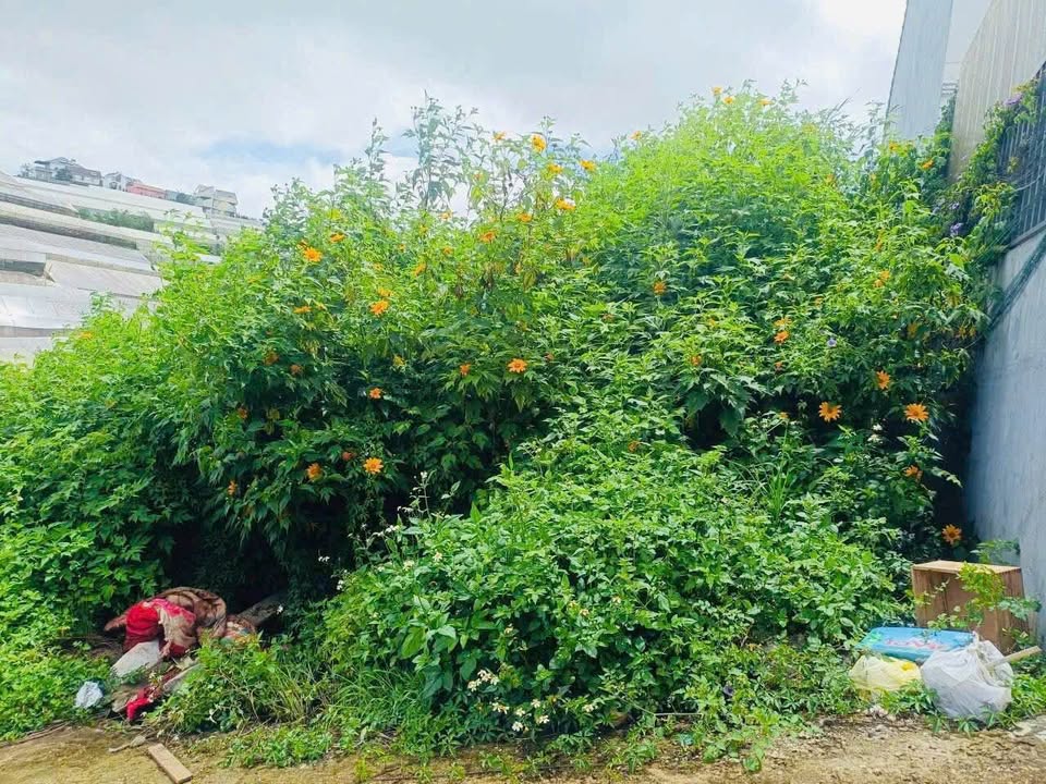 Đất Hùng Vương Đà Lạt 200m² giá 8.5 tỷ - Đầu tư sinh lời ngay!