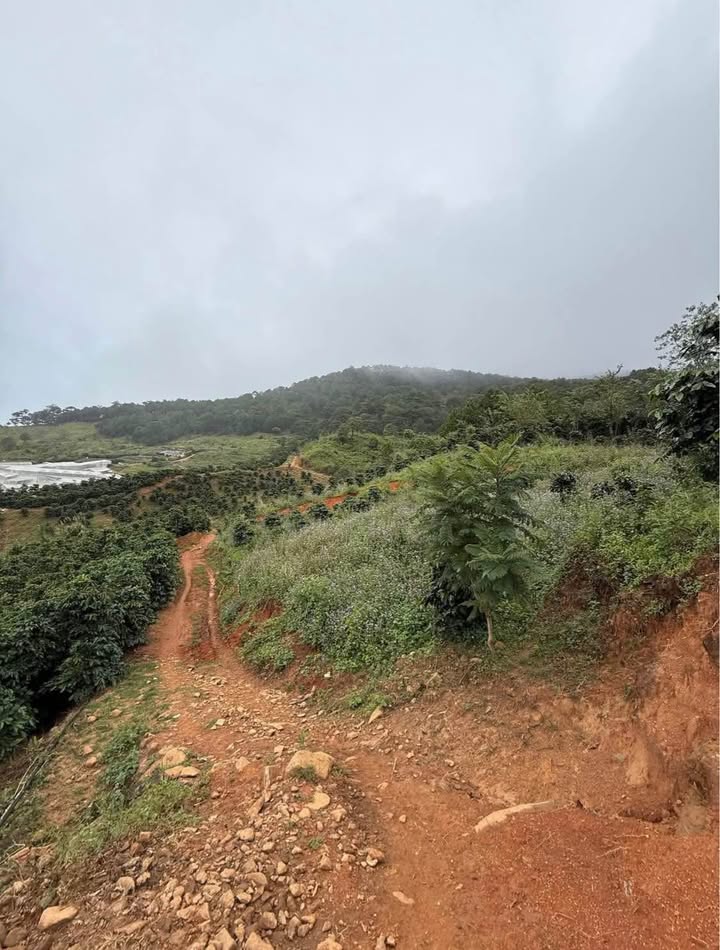 Đất nông nghiệp 1000m² đường Labgbiang, Lạc Dương - Giá chỉ 900 triệu!