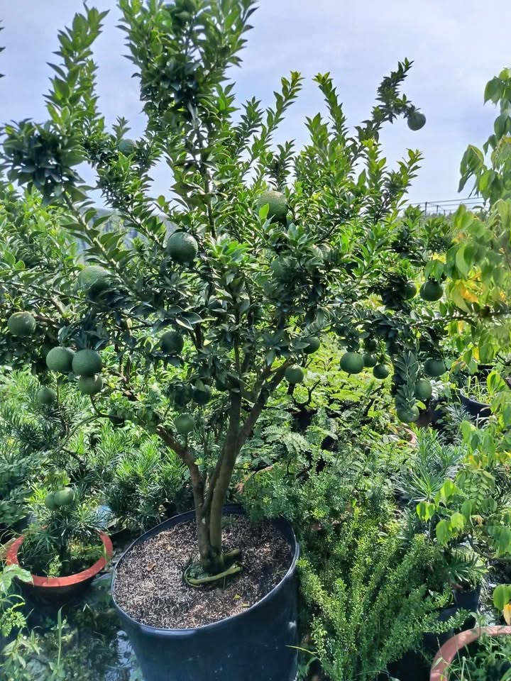 Đất thổ cư 166m² Nguyễn Chí Thanh giá thỏa thuận - Cơ hội đầu tư tuyệt vời!