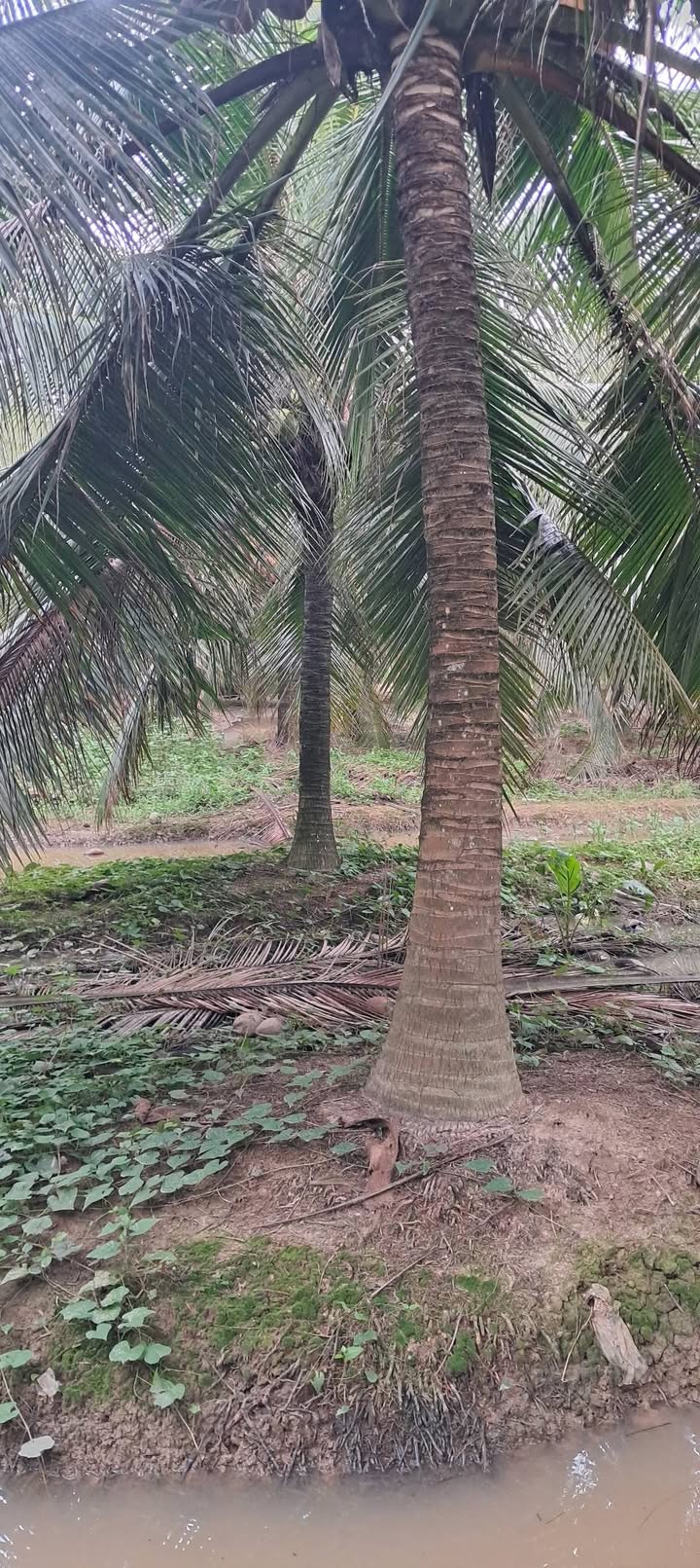 Đất nền Vĩnh Hựu Gò Công Tây 3476m² giá 5.5 tỷ - Tiềm năng kinh doanh lớn!