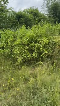 Đất nền Tân Đông, Gò Công Đông 252m² giá 450 triệu - Sổ đỏ chính chủ, thuận lợi đầu tư!