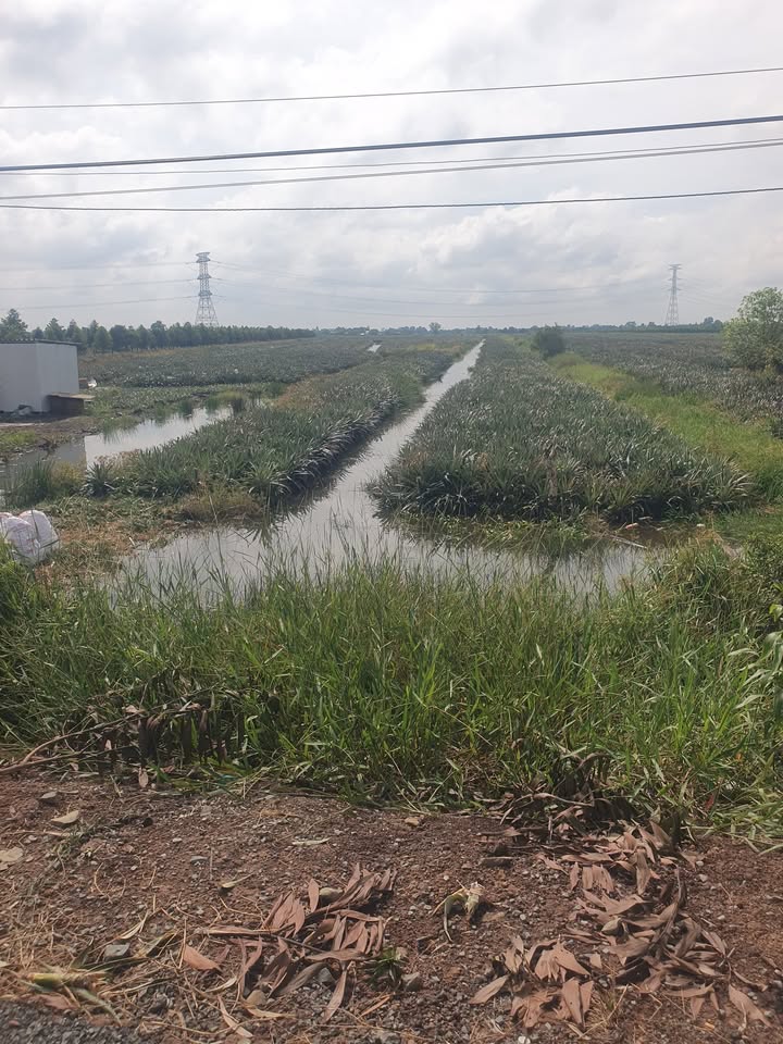 Đất nền mặt tiền đường HL42, Gò Công, 27.000m² - Giá đầu tư chỉ 6.762 tỷ!