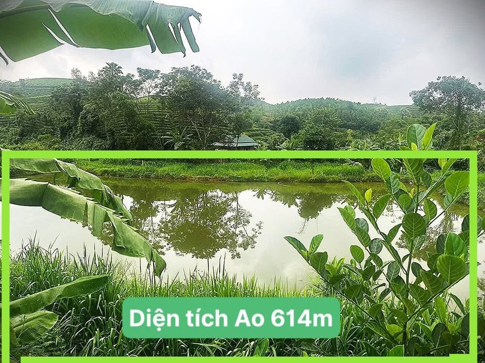 Đất nền Minh Đài Phú Thọ 3000m² giá 800 triệu - Đường rộng, dân cư đông đúc!