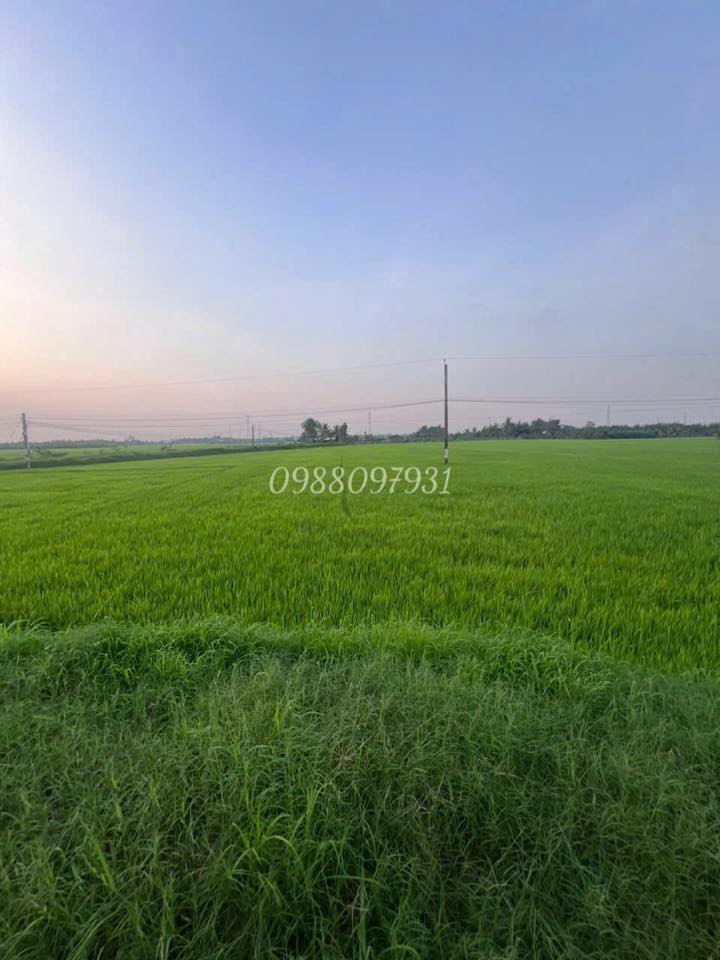 Đất nông nghiệp Cây Cách, Bình Phú 22.000m² giá 4.4 tỷ - Mặt tiền bê tông thuận lợi!