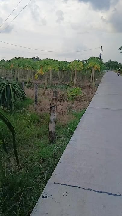 Đất Lúa 1000m² tại Phú Ngãi Trị, Châu Thành - Giá chỉ 799 triệu, Tiềm năng phát triển!