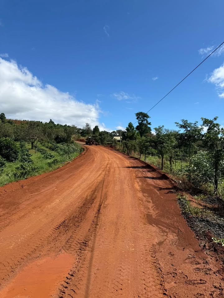 Đất nông nghiệp 5.500m² tại Đắk Wer - Giá chỉ 1.1 tỷ, đầu tư sinh lời!