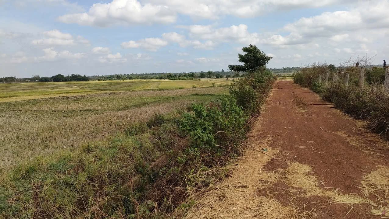 Đất nền Cư Êbur Buôn Ma Thuột 1,3 sào giá 680 triệu - View ruộng thơ mộng thích hợp làm nhà vườn!