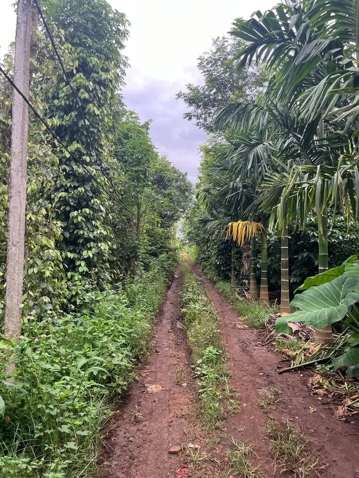 Đất nông nghiệp Ea Tiêu Cư Kuin 13680m² giá 126 triệu - Cơ hội đầu tư tốt!