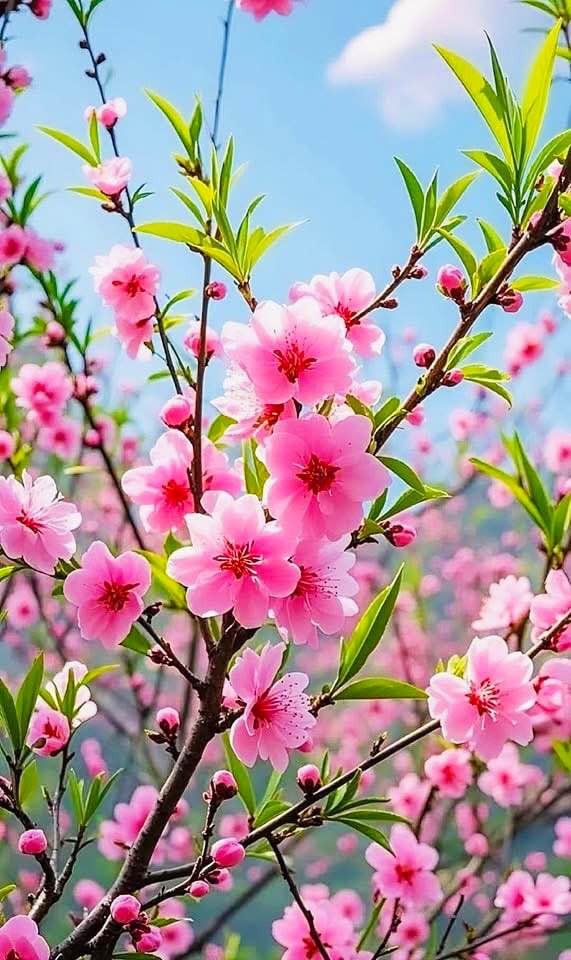 Đất nền Trường Đại Học Quang Trung 43m² giá chỉ 1 tỷ - Sổ đỏ chính chủ