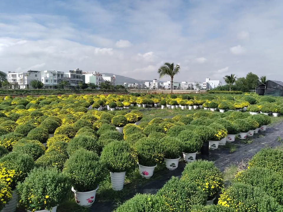 Nhà mặt tiền Đống Đa, Quy Nhơn 56m² giá 3.1 tỷ - Thiết kế mới 100%!