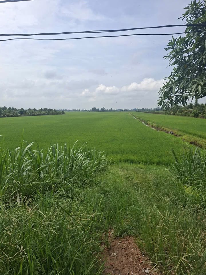 Đất nông nghiệp xã Long Giang 46.000m² giá chỉ 8.74 tỷ - Cơ hội đầu tư lý tưởng!