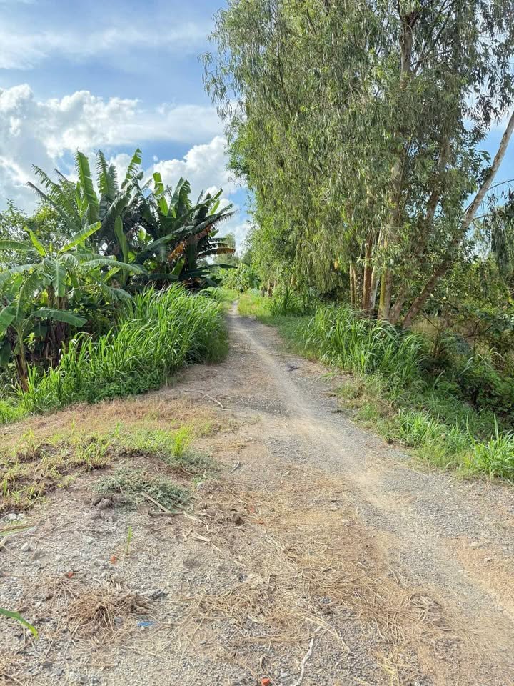 Đất nông nghiệp Vĩnh Lợi, An Giang 5,5 công giá 550 triệu - Cơ hội đầu tư hấp dẫn!