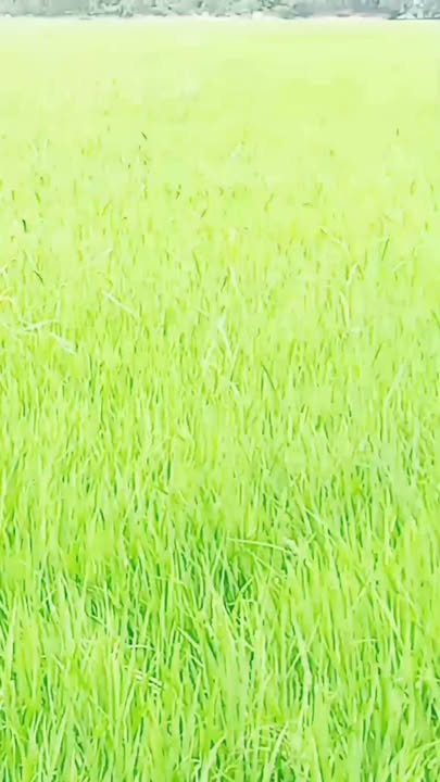 Đất nền nông nghiệp Mỹ Quý, Tháp Mười 23.000m² giá 2.1 tỷ - Cơ hội đầu tư hấp dẫn!