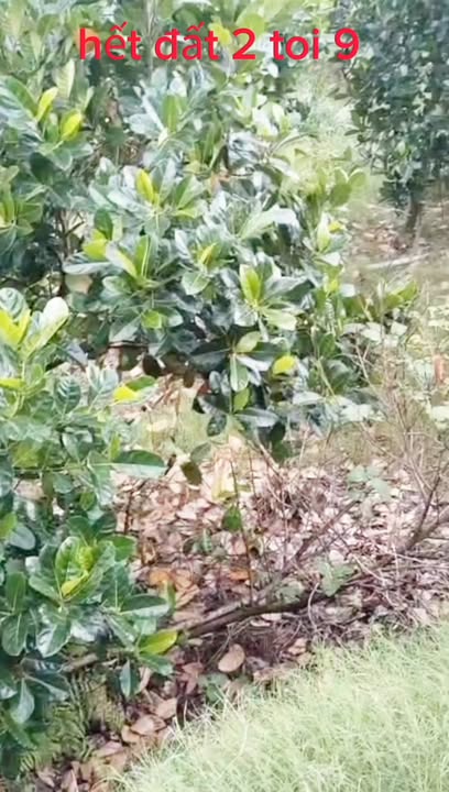 Đất ruộng 10.000m² tại Bình Hàng Trung, Đồng Tháp - Giá 290 triệu, cơ hội đầu tư tốt!