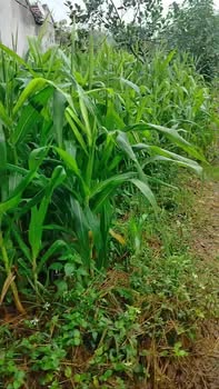 Đất nền Nghĩa Lâm 210m² giá thỏa thuận - Sổ hồng trao tay ngay!