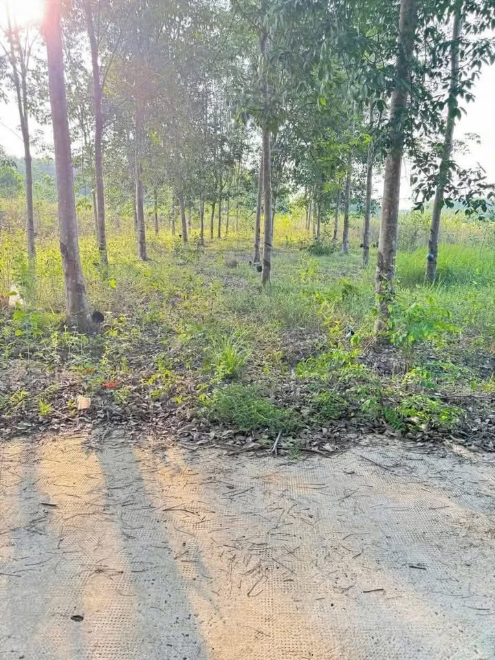 Đất nền Tân Phước, Đồng Phú 1400m² giá chỉ 400 triệu - Cơ hội đầu tư tuyệt vời!