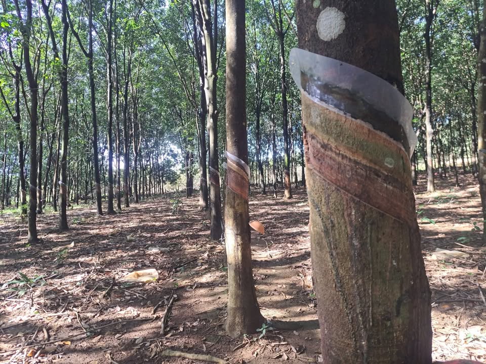 Đất nông nghiệp Bù Đốp 10.000m² giá 1.1 tỷ - Mặt tiền đường lớn