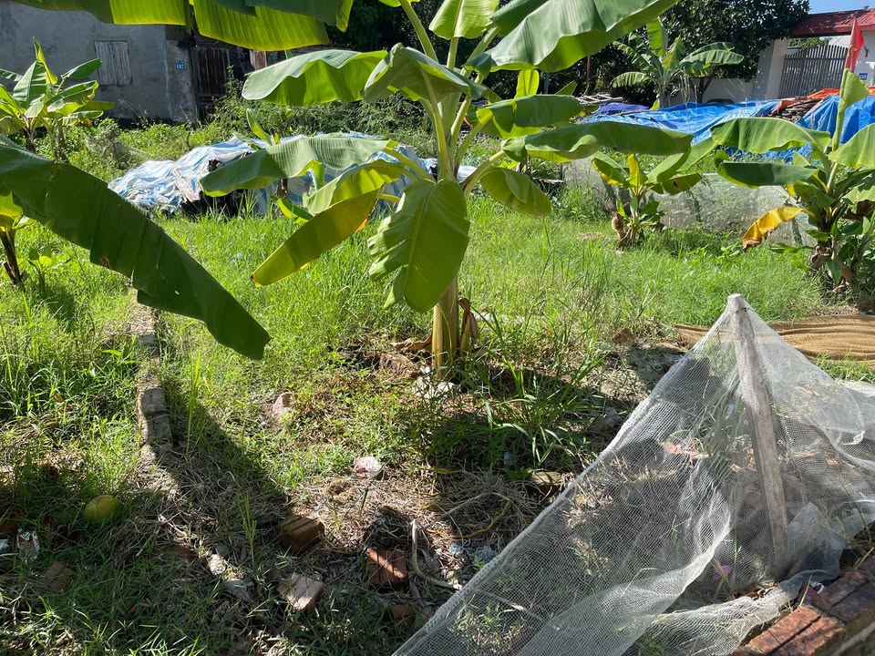 Đất nền Xuân Giang 100m² giá 2 tỷ - Cơ hội đầu tư tuyệt vời!