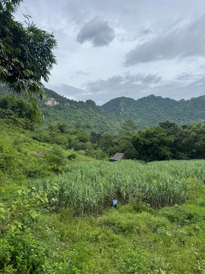 Đất liền kề Phú Vinh, Tân Lạc, Hòa Bình - Diện tích từ 1000m² chỉ từ 300 triệu - Cơ hội đầu tư không thể bỏ lỡ!