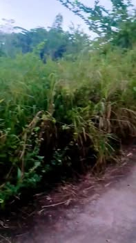 Đất nền Ngọc Định, Định Quán 1000m² giá 450 triệu - Sổ riêng, mặt tiền bê tông!