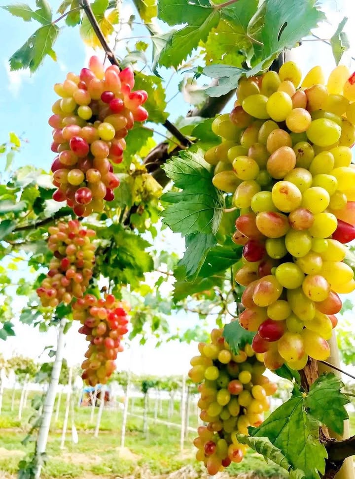 Đất nền mặt tiền 5m tại Đại Lai 2, Thái Bình - Chỉ 2 tỷ, thương lượng!